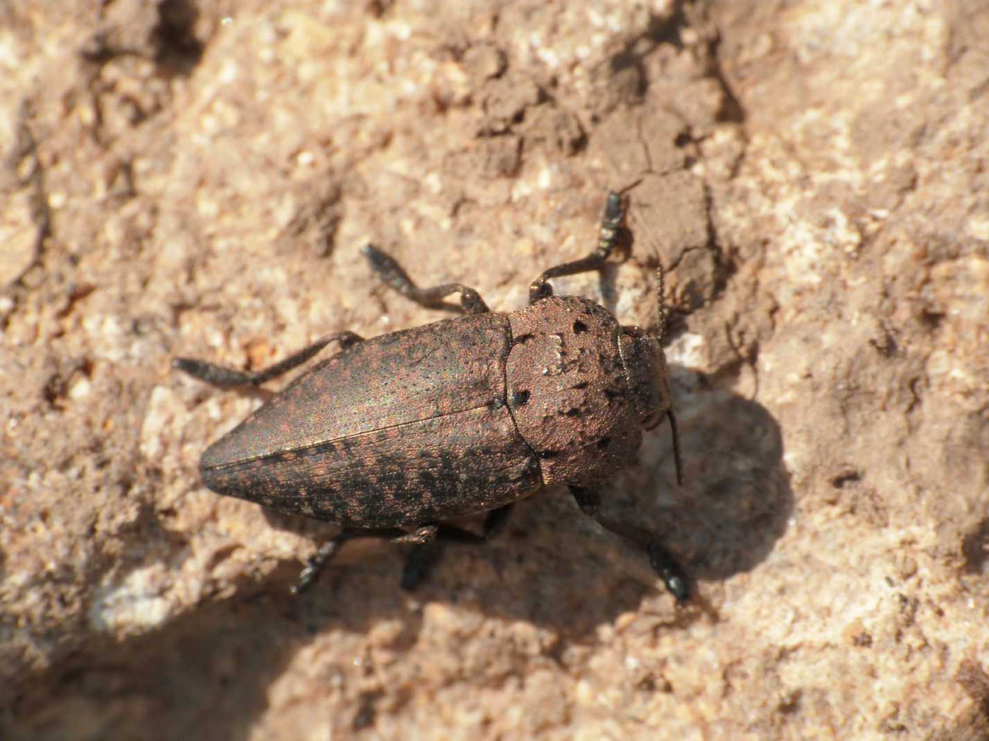 Capnodis tenebricosa